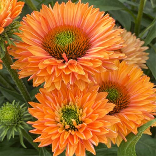 Сорт ехінацеї SunSeekers Pumpkin Pie